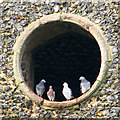 TL9587 : St Andrew's church - pigeons perched in the sound hole by Evelyn Simak