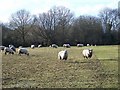 Sheep, East Pennard