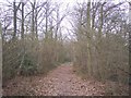 Footpath in Breeches Wood