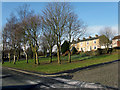 Colne:  Trees in front of Leopold Street