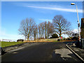 Colne:  Trees at the top of Bankfield Street