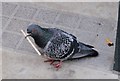 TQ2980 : Pigeon, New Burlington Place by Derek Harper