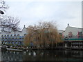 Weeping willow on the bank of the Regent