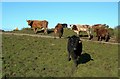 Cattle Enjoying The February Sunshine