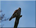 Kestrel in Cherry Wood