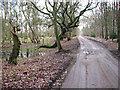TL9585 : View south along Bridgham Lane past West Harling Common by Evelyn Simak