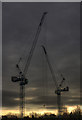 Cranes on a Gloomy day