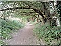 Tree covered path from Compton towards Hursley