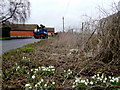 Snowdrops by the roadside