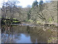 NY4670 : River Lyne, Shank Wood by Andy Connor