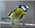 Blue Tit on a washing line