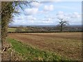 Field by Quakinghouse Lane