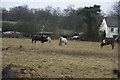 Horses off Lydens Lane