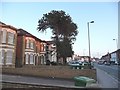 Two fine monkey puzzle trees