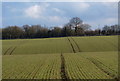 Field near Newton Barn