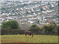 Horse on Great Hill, Torquay