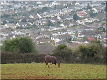 SX9167 : Horse on Great Hill, Torquay by David Hawgood
