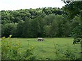 Sheep on the rocks, Low Matlock Lane, Loxley Valley, Sheffield - 2