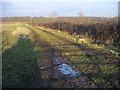 Bridleway to Doddershall Wood