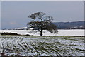 Boundary tree near Scugdale Farm