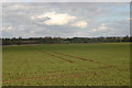 Open countryside near Debden