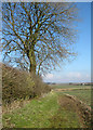 Hedgerow Tree, Calcethorpe