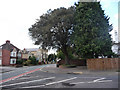 Tree on corner of Bury Road, Bury Crescent junction.