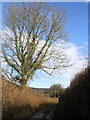 Hedgerow tree, on the lane near Singleton Park