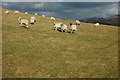 SO7239 : Sheep in a field near Colwall by Philip Halling