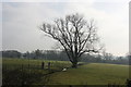 Large tree by Rye Lane