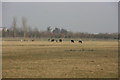 Cattle by Rye Lane