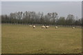 Sheep grazing by the M26