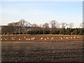 Sheep grazing on stubble