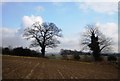 Two trees on Caldbec Hill