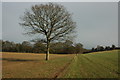 Bridleway to Pittleworth Dairy Farm, Houghton