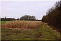 Dry maize stalks in a field near Worminghall