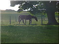 Horse grazing in evening sun