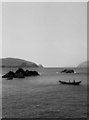 V3199 : Currach approaching Dunquin Harbour - 1960 by M J Richardson