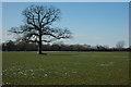 Farmland near Wickhamford