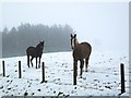 Snowbound horses at Ballynalough