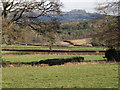 SX8373 : Hedges and fields below Ashill by Robin Stott