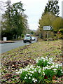 Snowdrops at Crossway