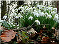 Snowdrops at Crossway 2