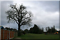 Oak tree and recreation ground