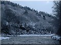 Winter Trees and River Don