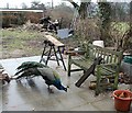 Peacock feeding in a garden