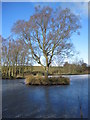 Frozen Pond at Cracrop Farm