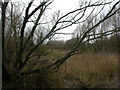 Turlin Moor, wetland