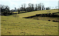 Surviving fields, Banbridge (1)