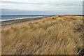NX4304 : Marram Grass on the dunes by Andy Stephenson